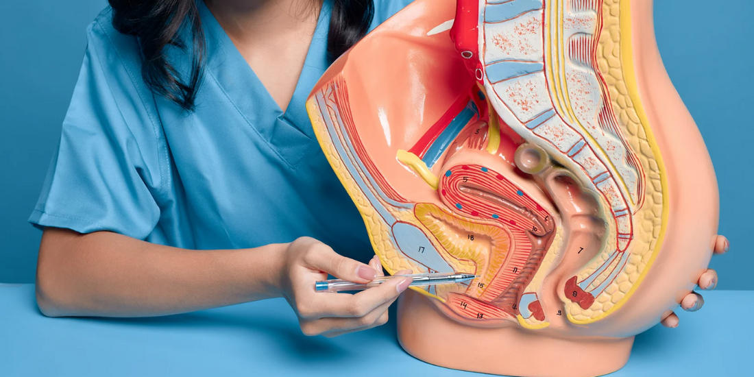 A person in scrubs is pointing at a detailed anatomical model of the female reproductive system, highlighting various parts with a pen