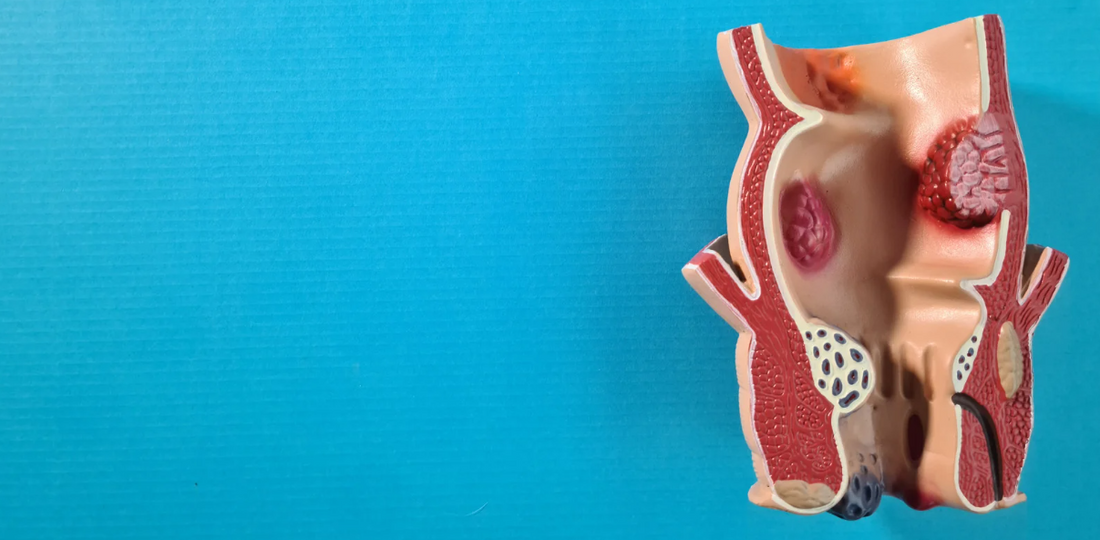 Medical educational model.