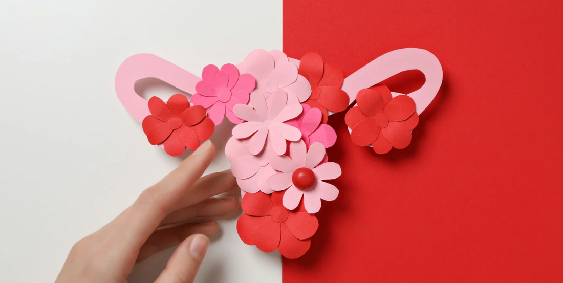 A split screen over a white background and a red background shows a model of the reproductive system covered in paper flowers with a feminine hand delicately touching the system.