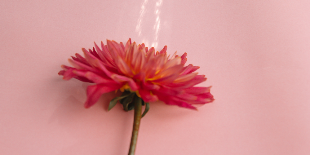 a reddish flower 