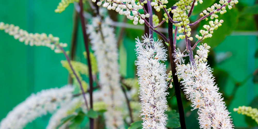 The image shows a bunch of black cohosh.