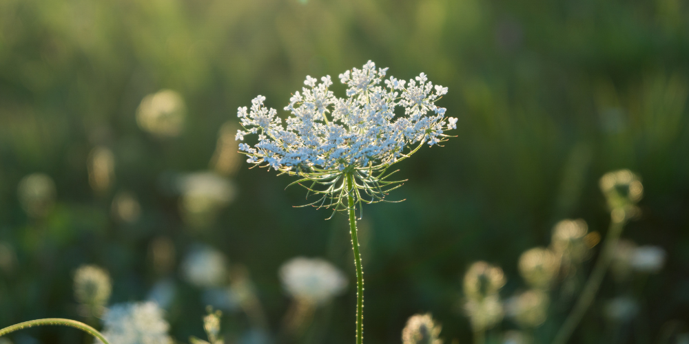 a white flower 